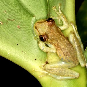 Scinax elaeochrous - Olive Tree Frog