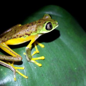 Hylomantis lemur - Lemur Leaf Frog