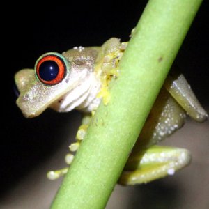 Duellmanohyla rufioculis  - Rufous Eyed Treefrog