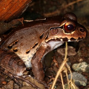 Leptodactylus pentadactylus - Smoky Jungle Frog