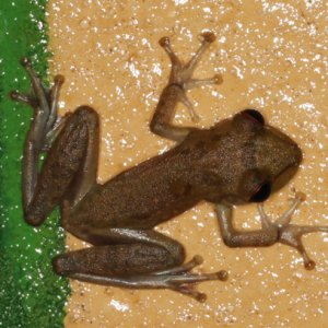 Smilisca sordida - Drab Treefrog (Best guess)