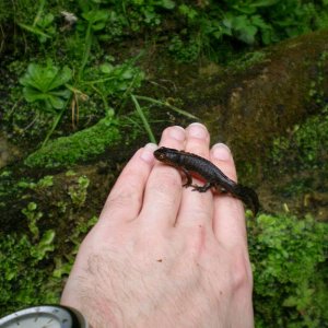 Ichthyosaura alpestris cyreni, male.