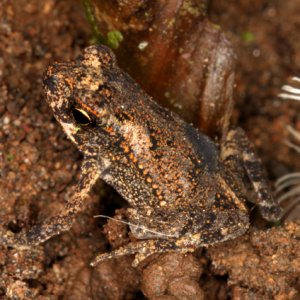 Bufo marinus - Marine Toad (juvenile)