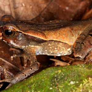 Bufo haematiticus - Litter Toad