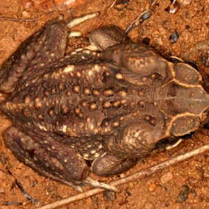 Bufo marinus - Marine Toad