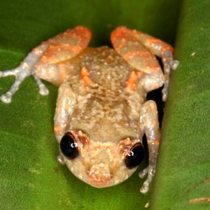 Diasporus diastema