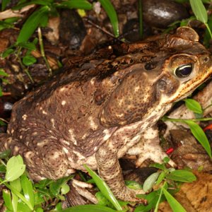 Bufo marinus - Marine Toad