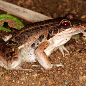 Rana vaillanti  - Vaillant's frog