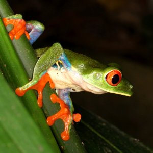 Agalychnis callidryas - Red-Eyed Leaf Frog