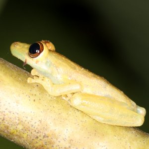 Scinax elaeochrous - Olive Tree Frog