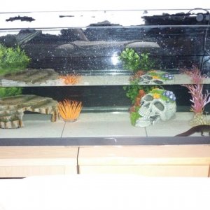 Twiglets new tank