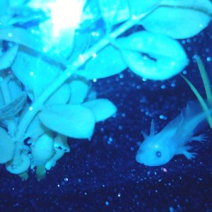 leucistic GFP axolotl