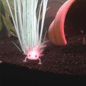leucistic axolotl