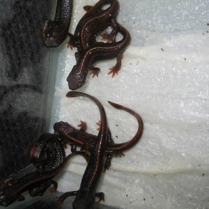 newts 013