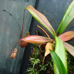 Bellii Pitcher Plant