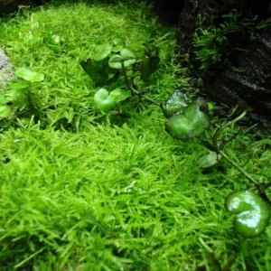 Java Moss