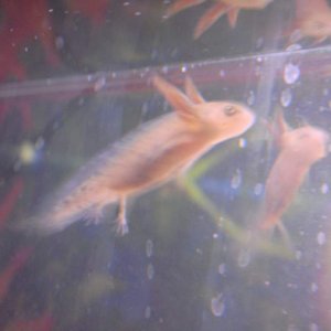 newts etc 235