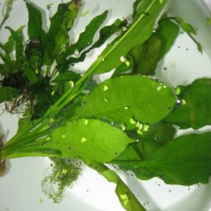 axolotl eggs