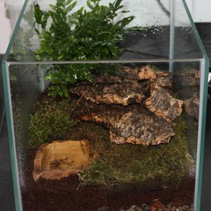 Housing for Tylototriton wenxianensis