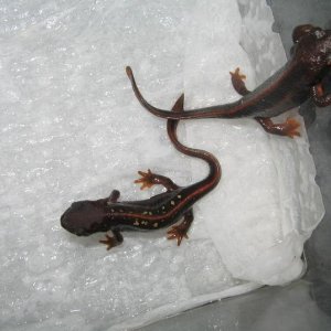 newts014 003