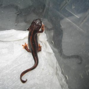 newts014 004