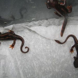 newts014 005