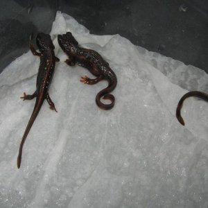 newts014 007