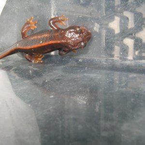 newts014 009