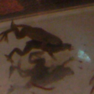 Dwarf clawed frogs mating