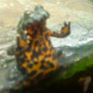 Fire bellied toad