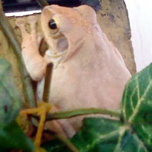 Golden gliding tree frog