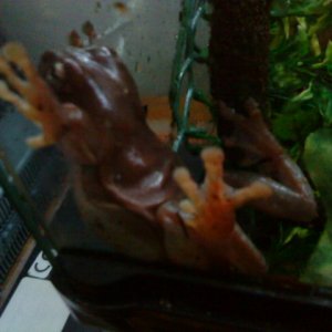 White's tree frog doing his spiderman thing