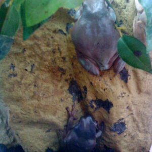 whites tree frogs (Male & Female)