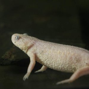 Leucistic