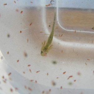 L. italicus larva