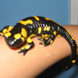 Fire salamander