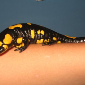 Fire salamander