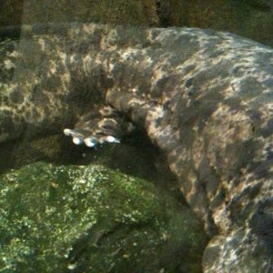 Japanese Giant Salamander