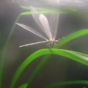 Adult antlion, possibly Distoleon tetragrammicus.