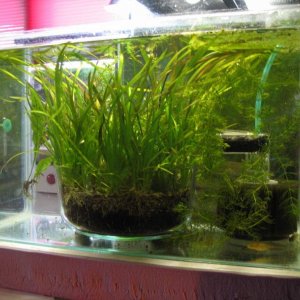 a round planter in a larva tank