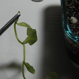 trim plant clippings beneath a leaf node and trim roots