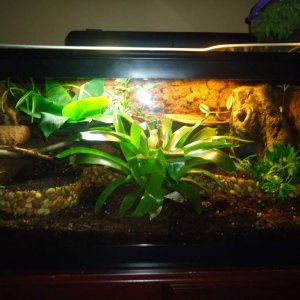 This is what my 40 Gal looks like now of Aug 3rd 2011 :3