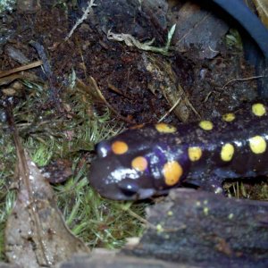 Ambystoma maculatum
Sorry this guy is a little out of focus. Cell phone picture!