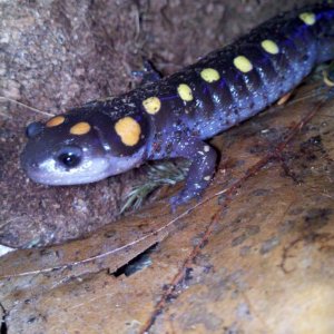 Ambystoma maculatum