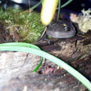 Ambystoma maculatum