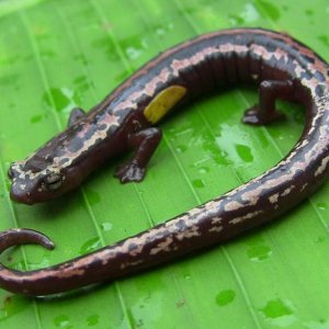 Bolitoglossa mexicana found in Belize