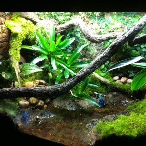 Dart Frog setup