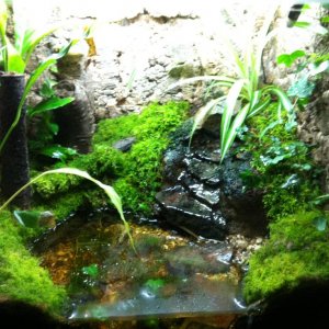 Yellow Bellied Toad setup