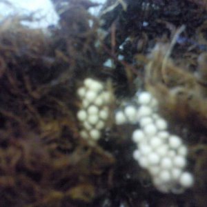 Golden mantella eggs 2011