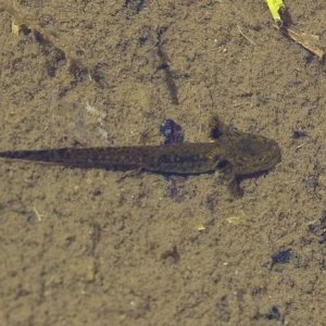 Long-toed Salamander larva (Ambystoma macrodactylum)